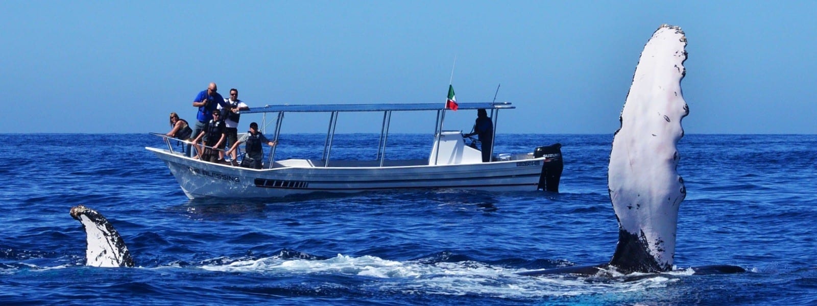 Humpback whale breaching in Banderas Bay, Puerto Vallarta