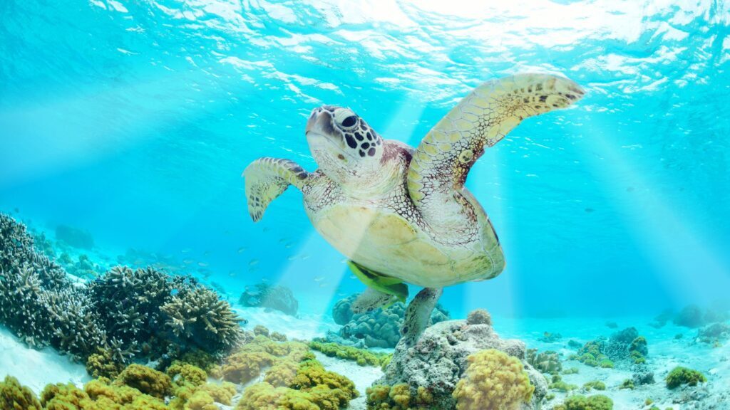 swim with turtles akumal