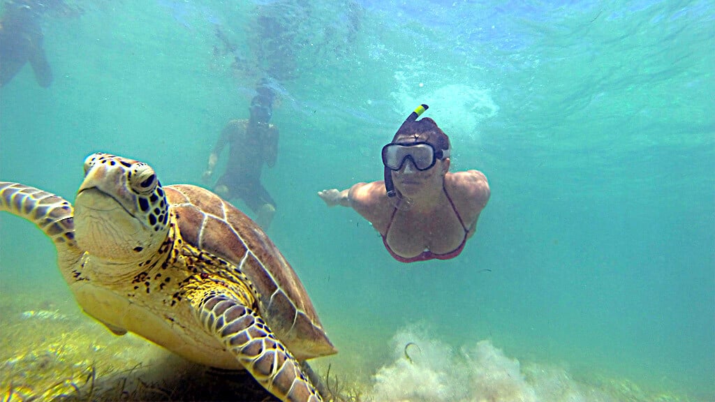 nadar con tortugas akumal