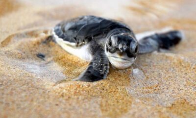 Sea Turtle Release in Puerto Vallarta – Participate in One of Nature’s Most Astounding Events!