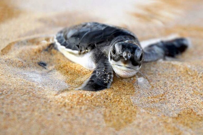 bebé tortuga marina