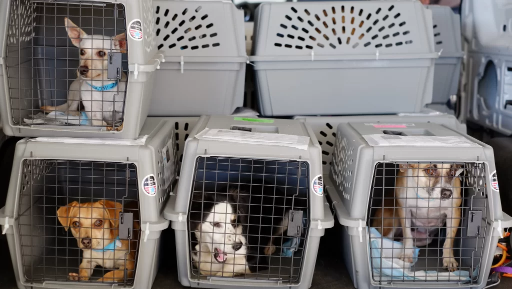flying with pets cargo