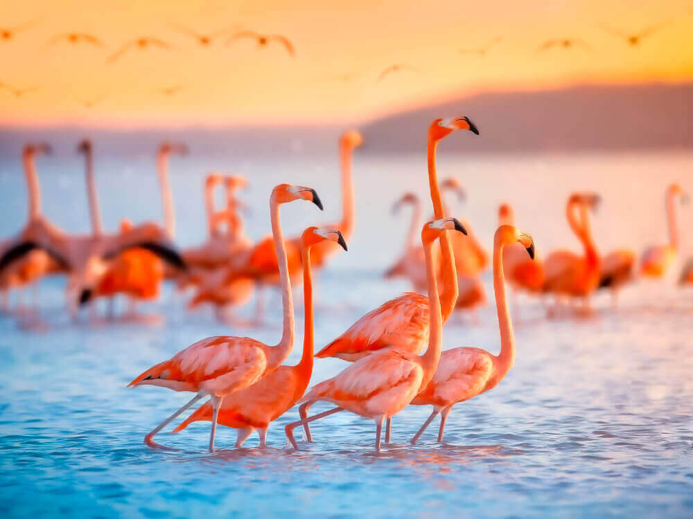 las coloradas flamingos