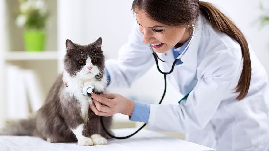 pet health certificate