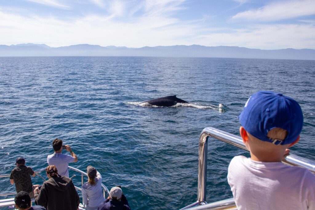 puerto vallarta tours