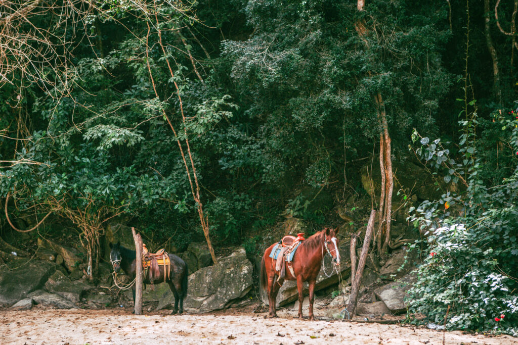 People horseback riding on Quimixto beach, jungle in the backdrop.