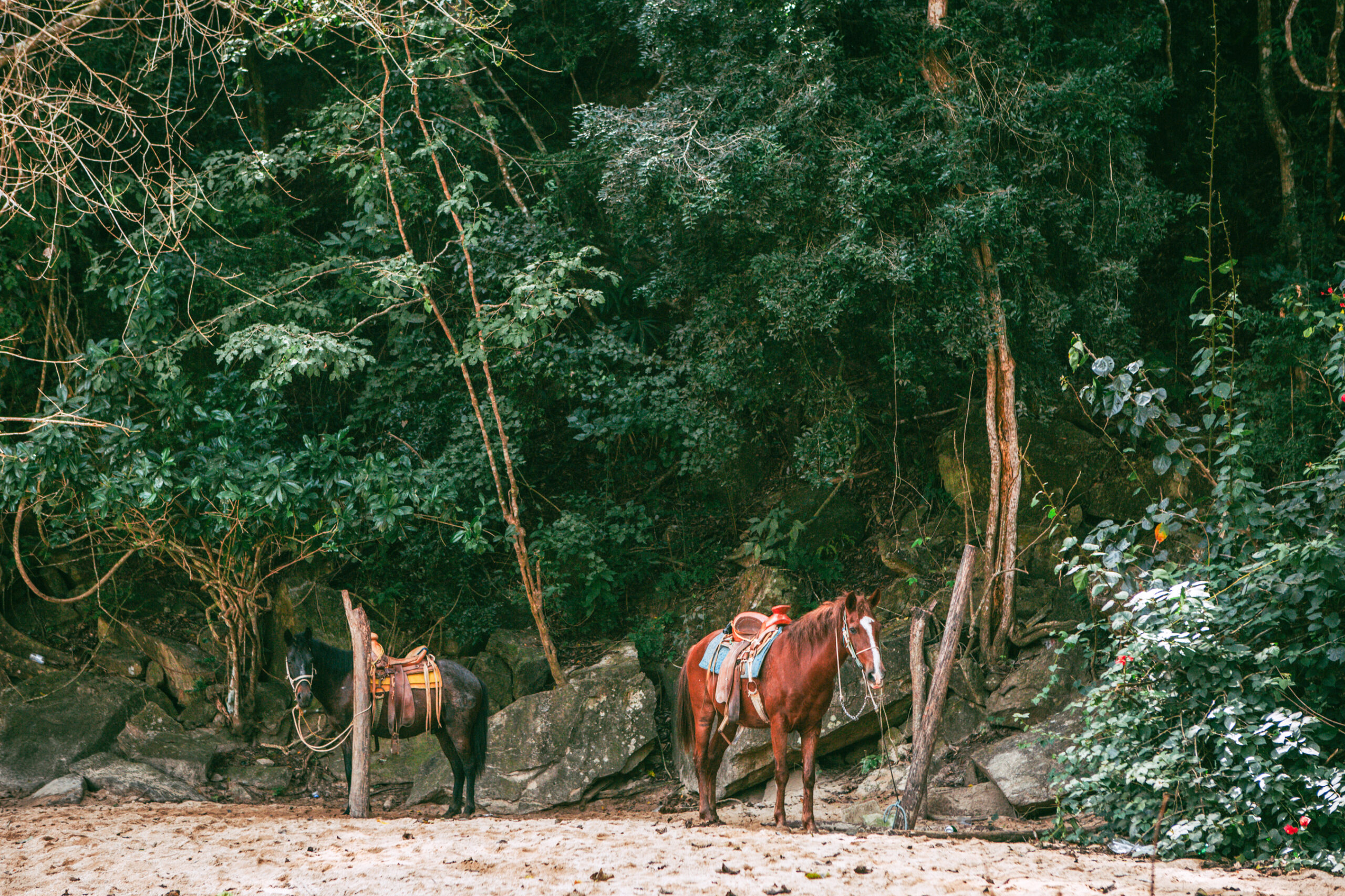 Horseback riding jungle trail Puerto Vallarta