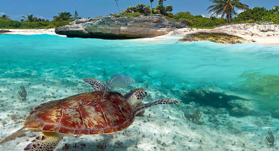 Sea turtle swimming in the transparent waters of Akumal beach, showcasing the area's marine beauty.