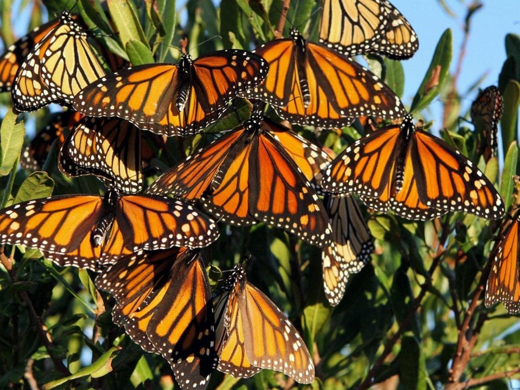 Monarch butterfly migration biosphere reserve Mexico