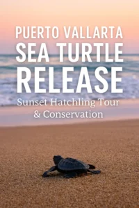 Baby Olive Ridley sea turtle crawling toward the ocean during a Puerto Vallarta sunset