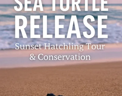 Cría de tortuga golfina caminando hacia el mar en una playa de Puerto Vallarta al atardecer