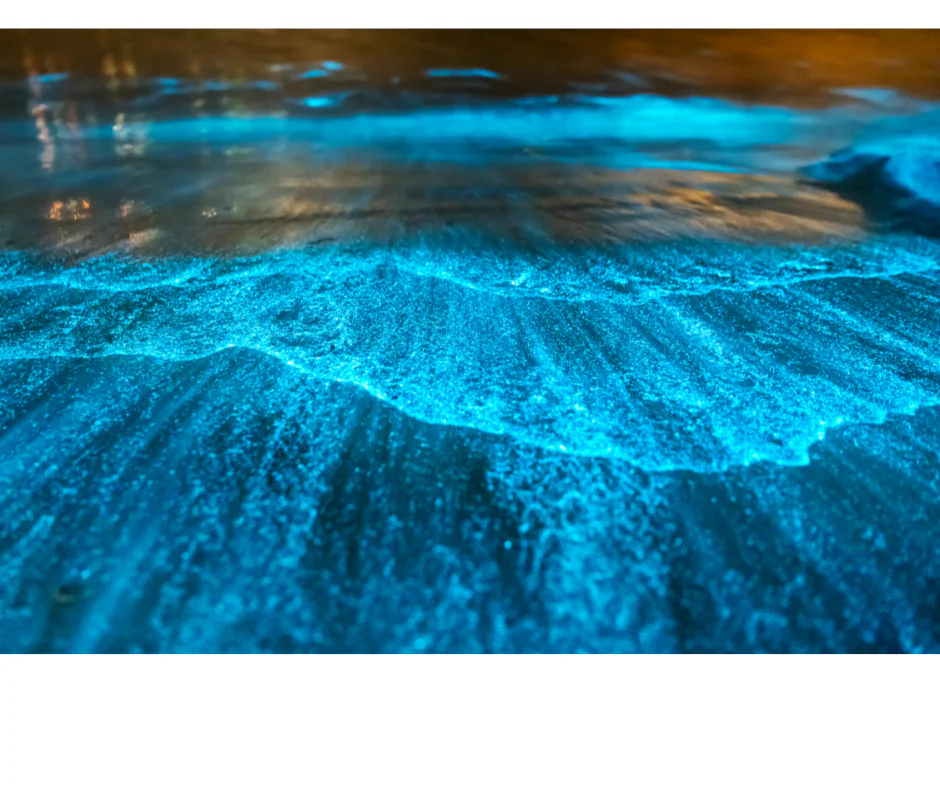 Bioluminescence night tour swimming in glowing blue water at Los Arcos Puerto Vallarta