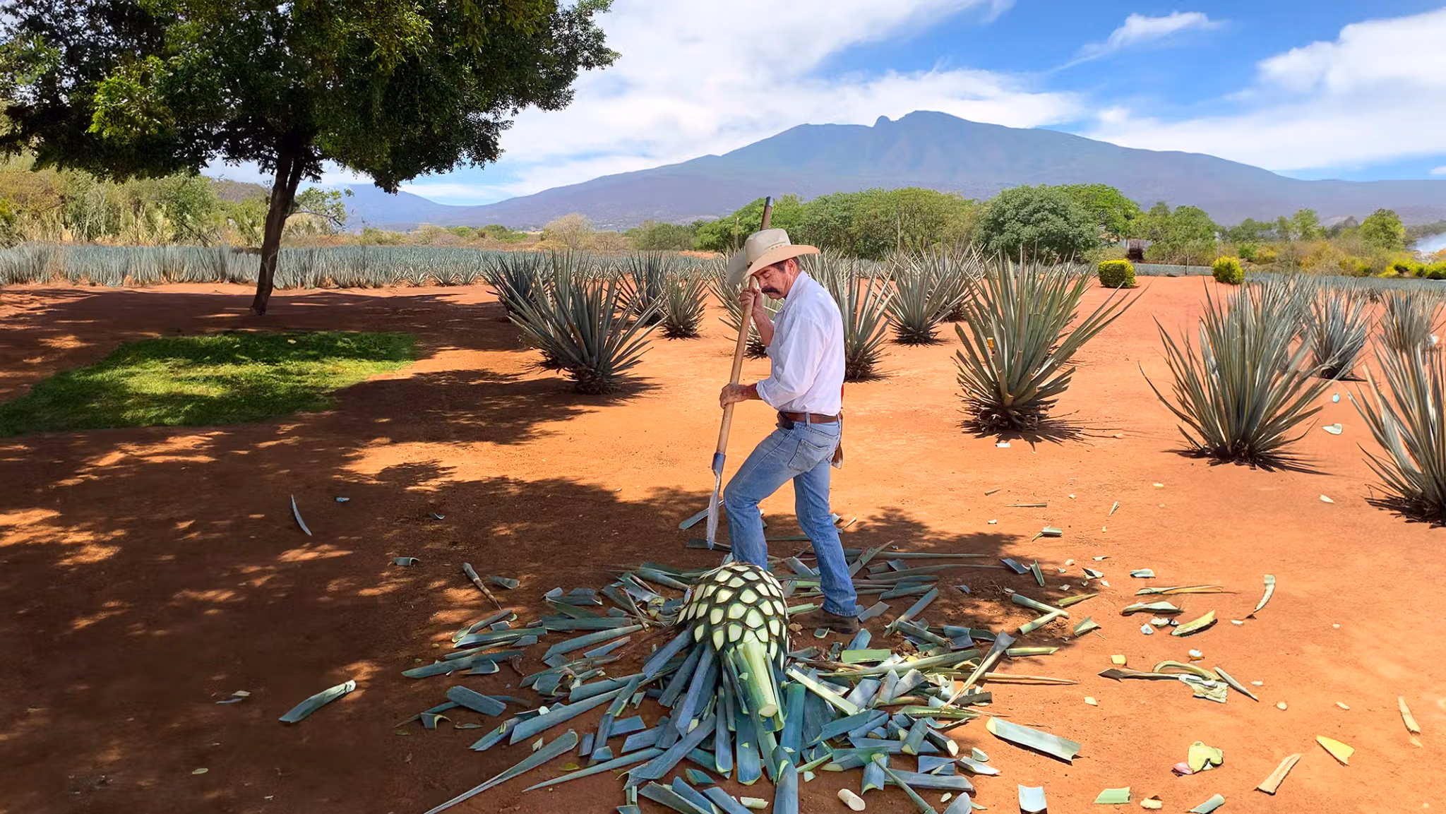 Tequila mezcal and raicilla tasting experience in Puerto Vallarta