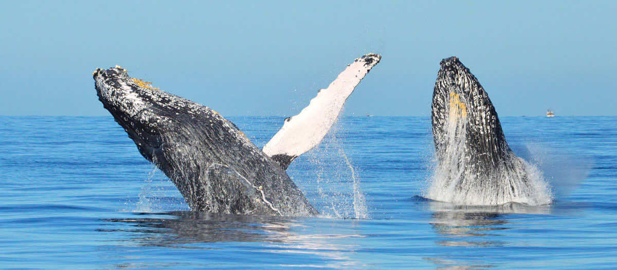 Humpback whale watching tour with marine biologist guide Cabo San Lucas