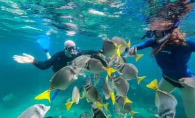 Snorkeling in Cabo San Lucas: Best Spots & Tours (2026)