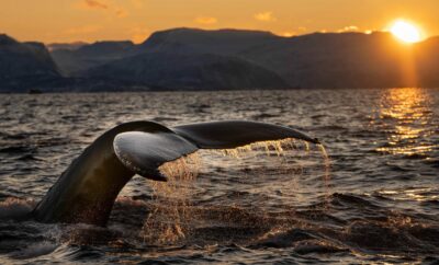 Whale Watching in Punta Mita: Complete Guide (2026)