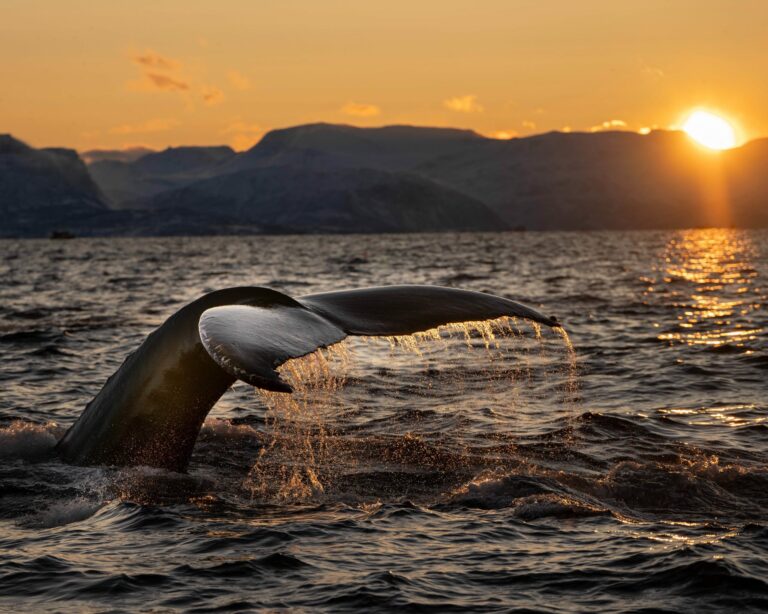 Humpback whale breaching during a whale watching tour from Punta Mita