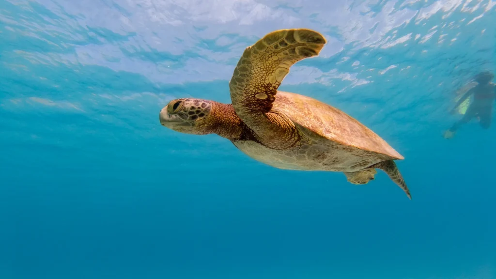 A green turtle swims through clear blue water above a rocky bottom.