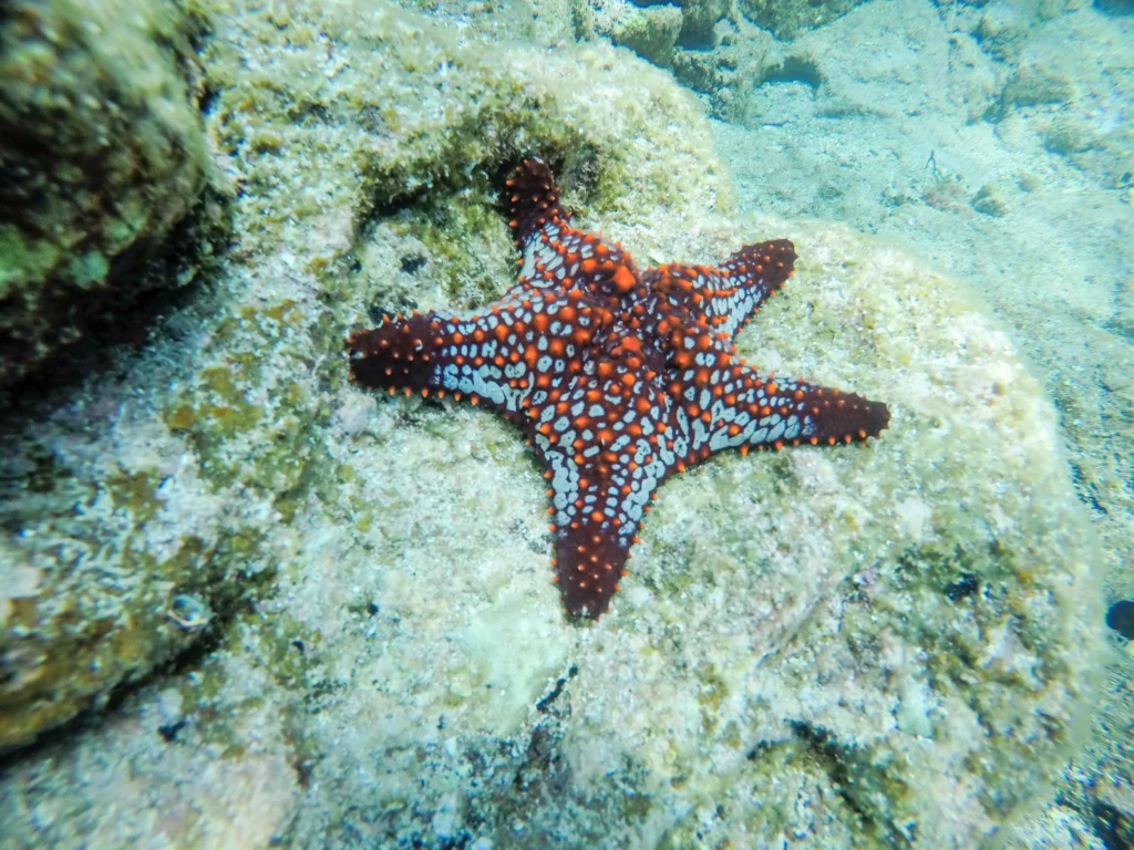 A bright red starfish rests on a rock under clear shallow water.