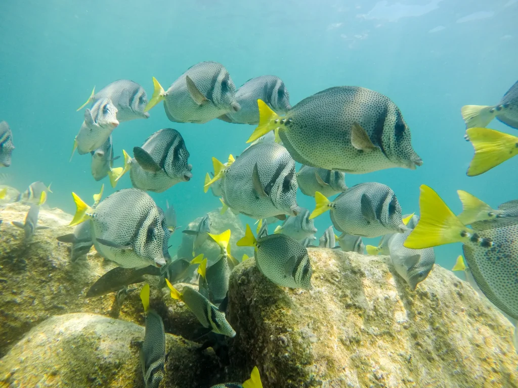 A dense school of yellowtail surgeonfish moves over a rocky reef.