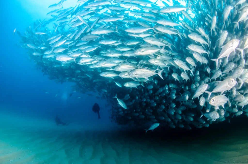 A dense silver bait ball turns in the blue with a diver beneath it.