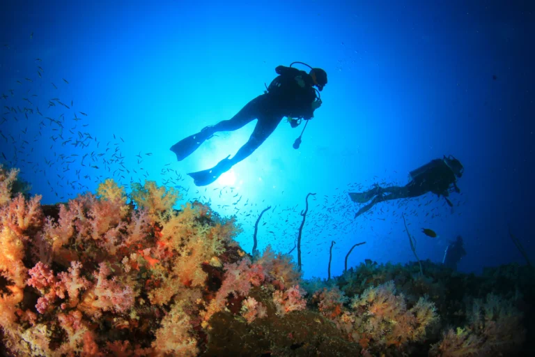 A diver silhouetted above a reef of soft coral and small reef fish.
