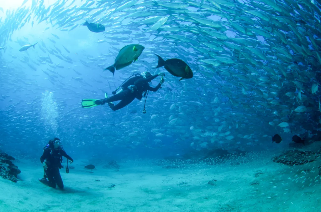 Two divers swim inside a dense cloud of small silver fish.