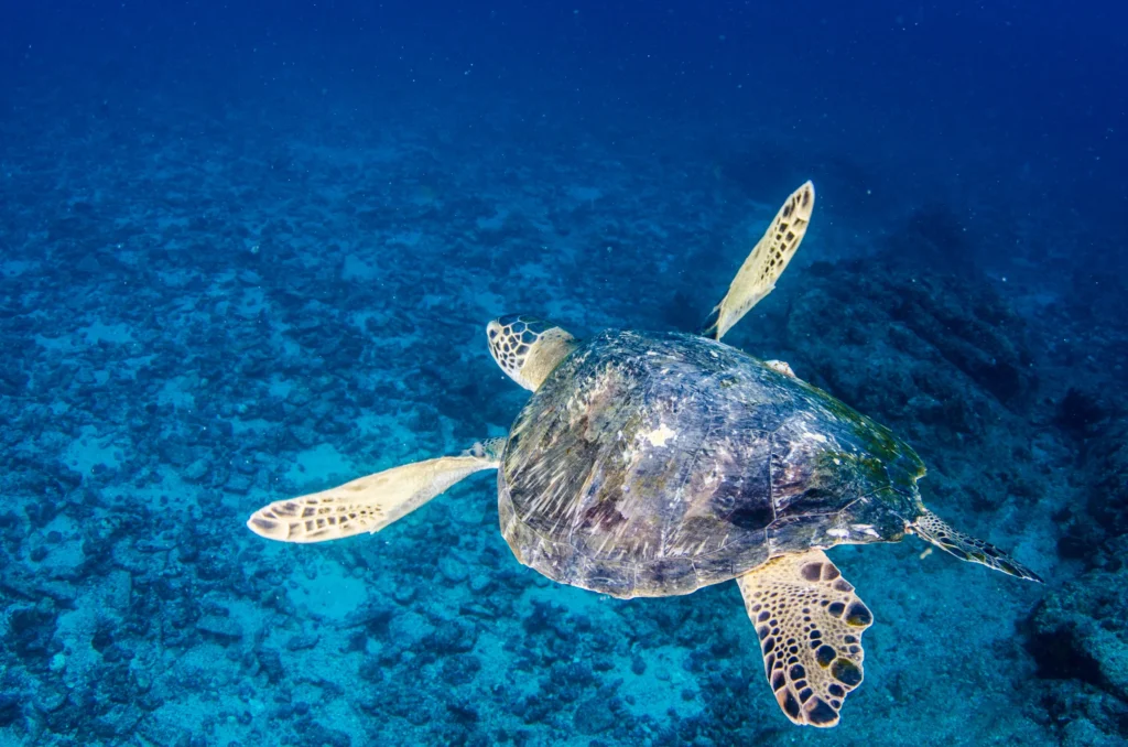 A green turtle swims slowly over pale sand in clear blue water.