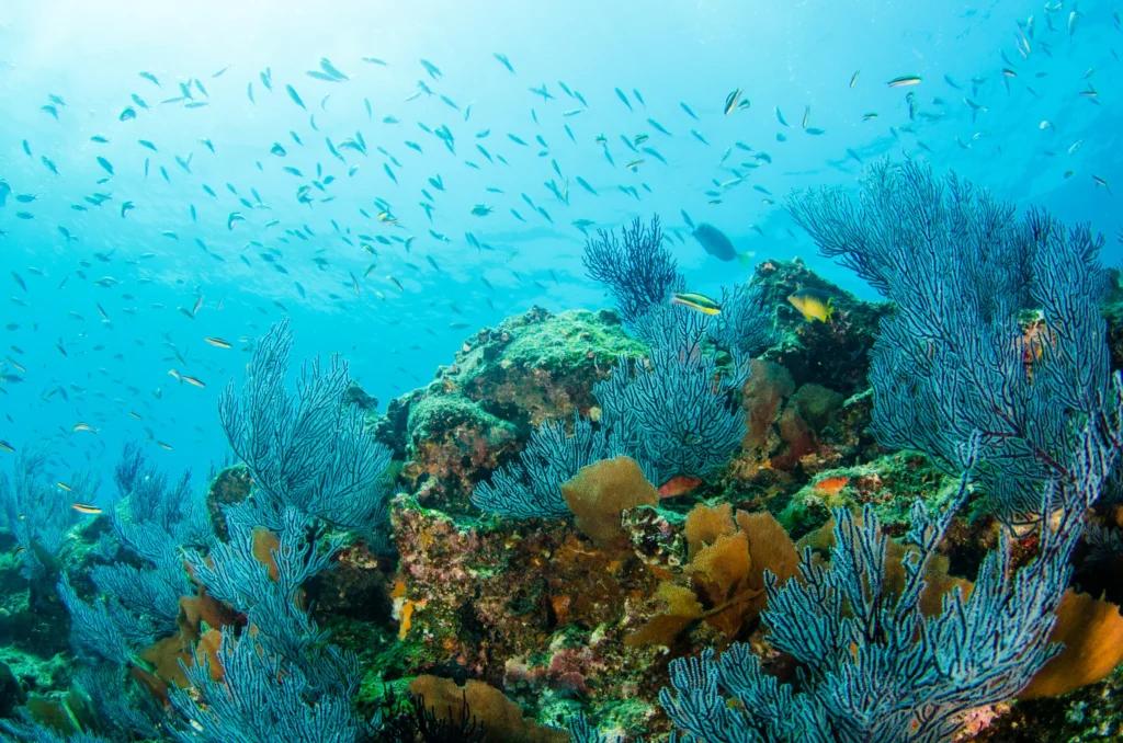 Orange gorgonian sea fans grow from a rocky reef with small fish around them.