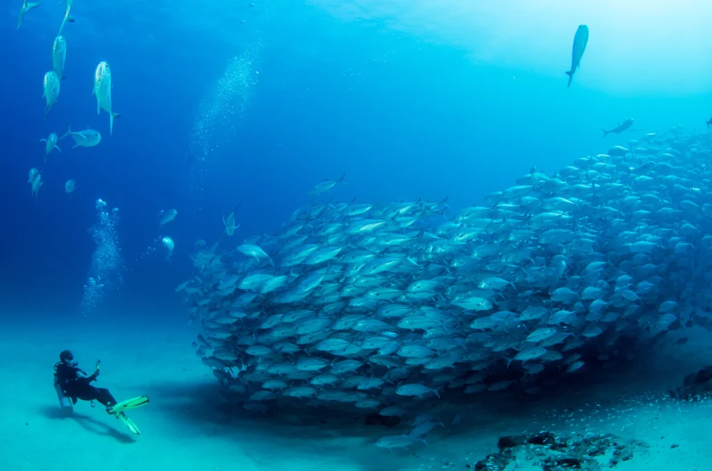 A dense school of big-eye jacks fills the water above a diver.