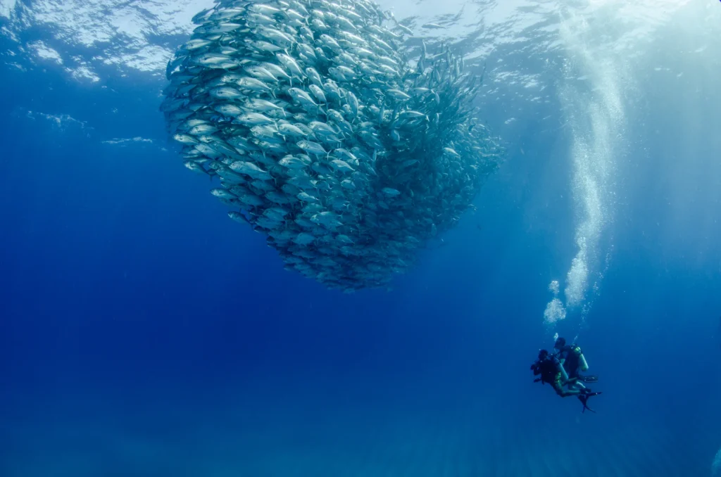 A diver is silhouetted at the edge of a swirling bait ball of silver fish.