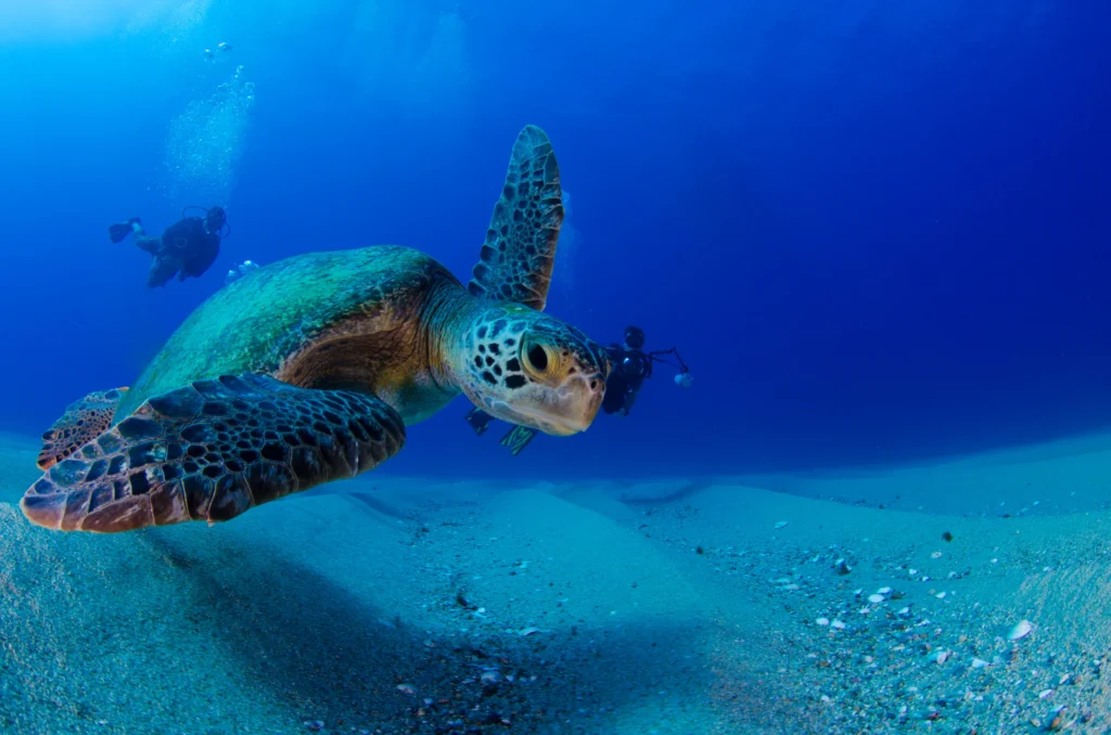Two sea turtles rest close together on a rocky reef in clear water.