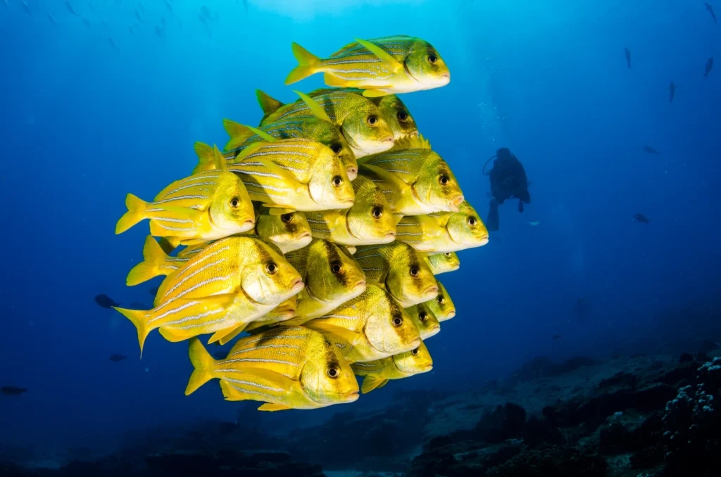 A tight school of yellow snapper swims over the reef in clear blue water.