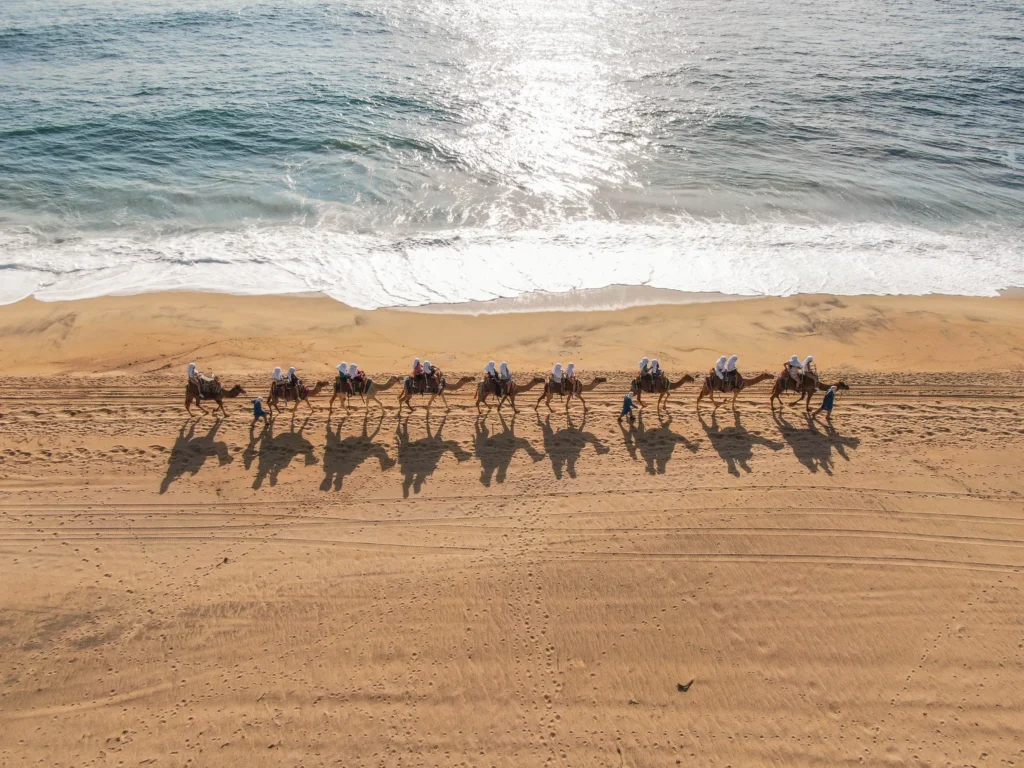 An aerial view of a camel caravan walking right beside breaking Pacific surf.