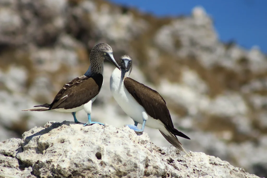 Two blue-footed boobies stand close together on a pale rock above the sea.