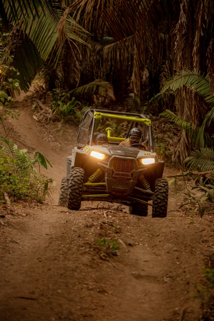 A buggy with headlights on comes down a narrow track hemmed in by tall dense palms.
