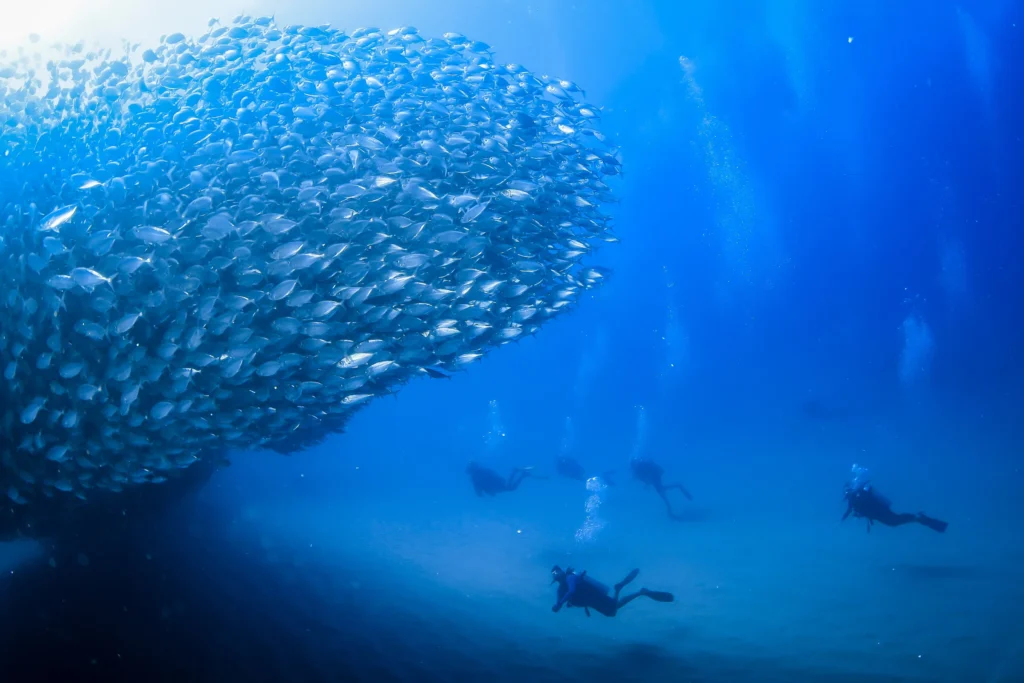 Divers swim below a large dark bait ball suspended in blue water.
