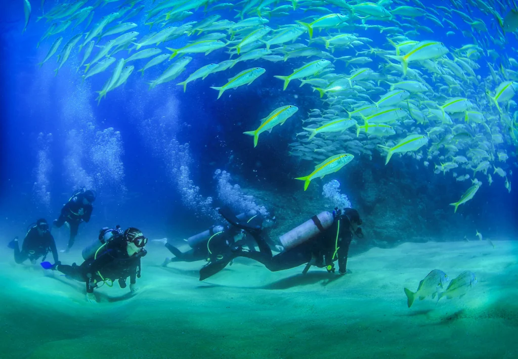 Divers swim under a wide canopy of yellow fish over a sandy bottom.
