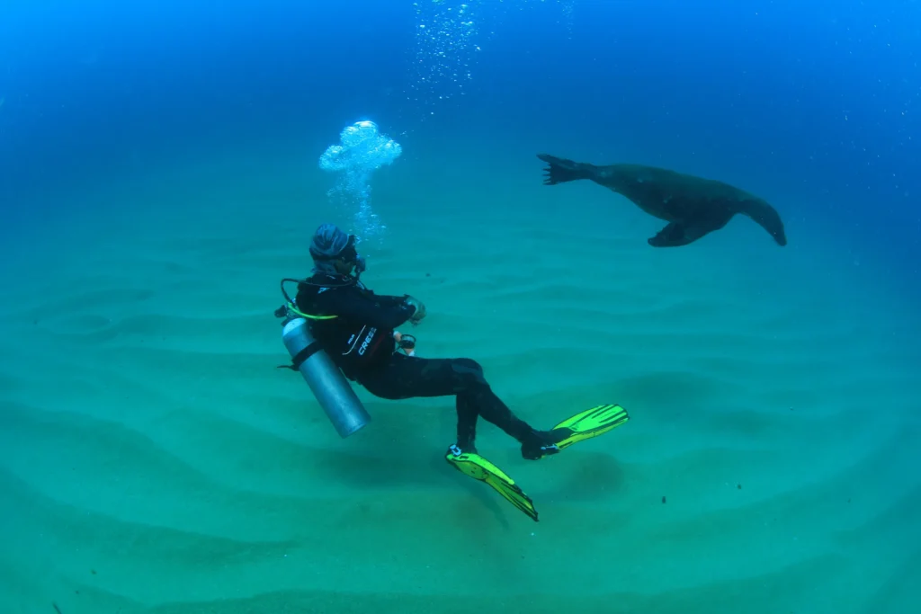 A sea lion swims past a diver over a pale sandy bottom.