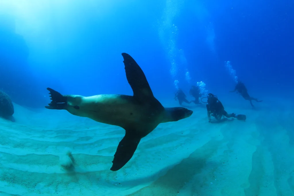 A sea lion swims straight towards the camera with divers behind it.