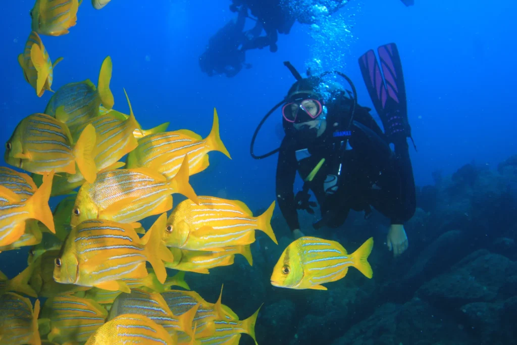 A diver swims behind a bright school of yellow snapper over the reef.