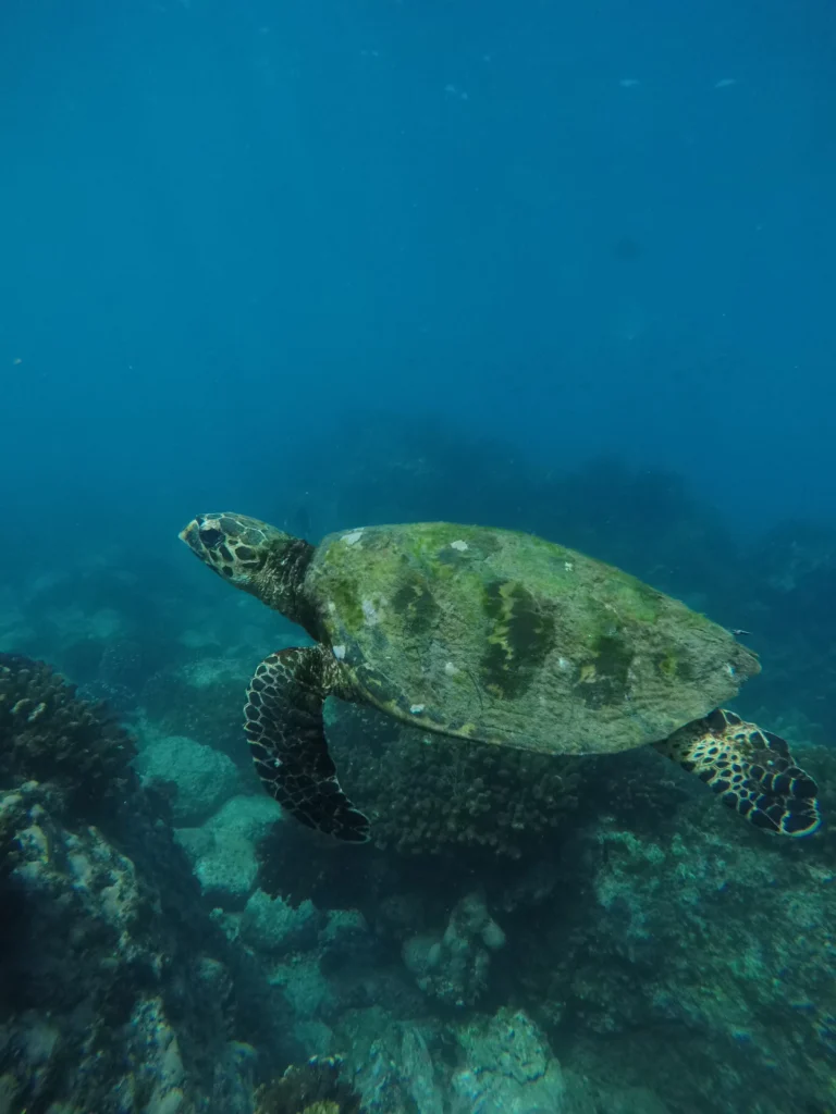 A green turtle swims through clear blue water with its flippers out.