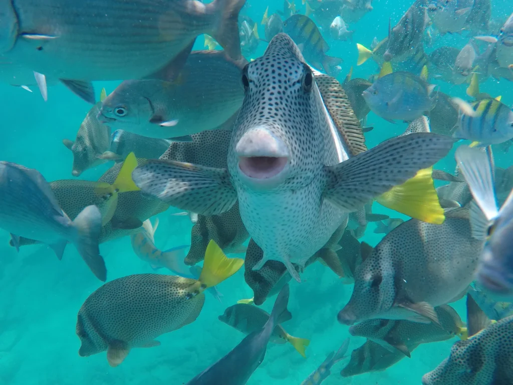 A pufferfish hangs in the middle of a dense school of small reef fish.