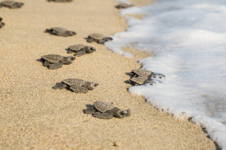 A line of newly hatched sea turtles crawling across golden sand into the foaming surf
