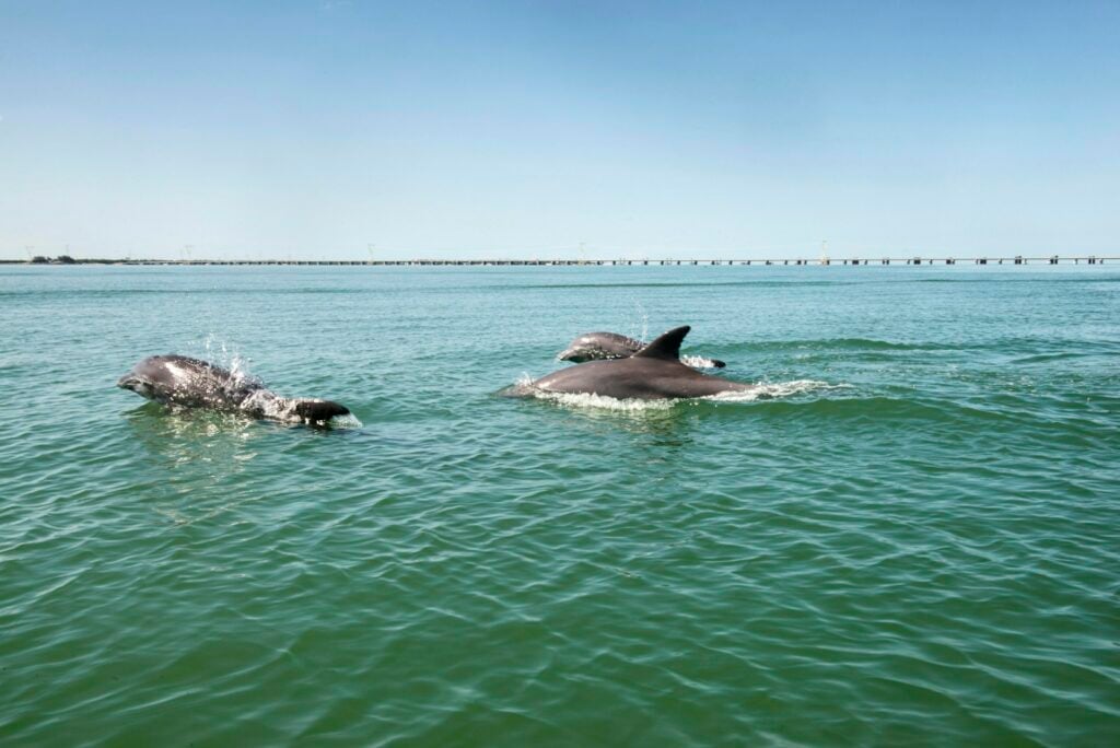 Two wild bottlenose dolphins surfacing in calm green sea water