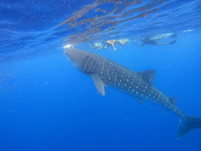 Underwater view of a whale shark swimming below snorkelers off Holbox