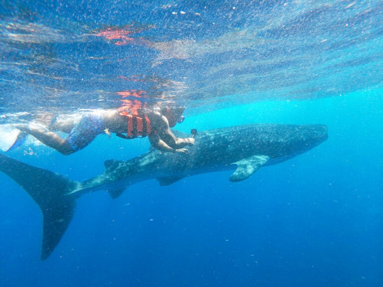 Snorkeler in a life vest swimming alongside a whale shark
