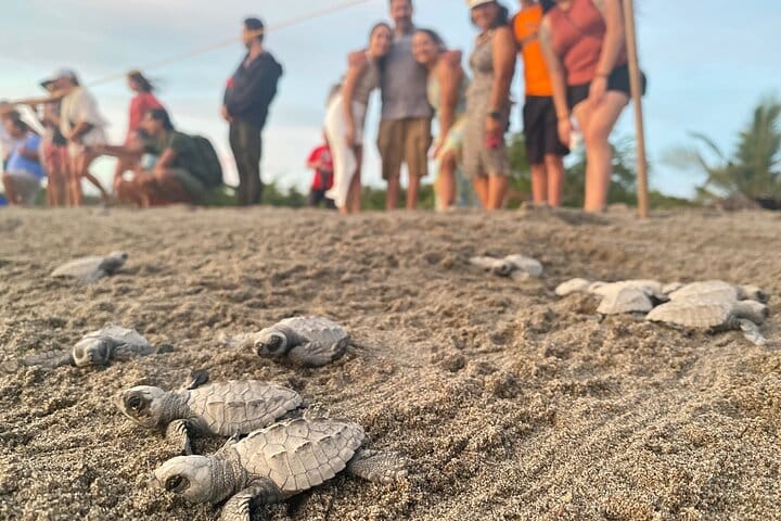 Turtle hatchlings on the sand with guests at the release camp