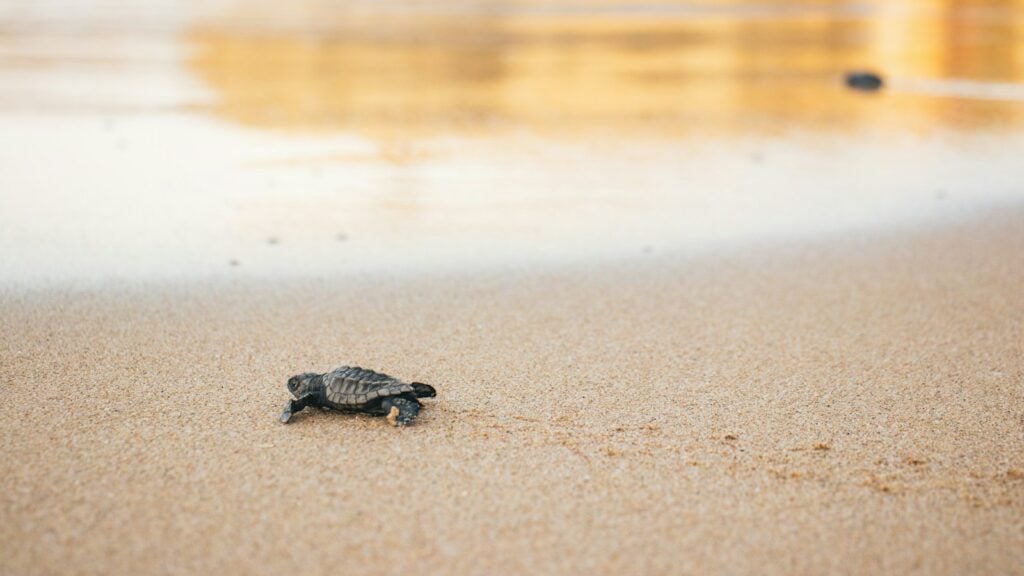 A sea turtle hatchling crawling across golden sand toward the water