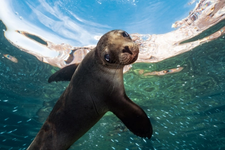 Underwater close-up of a sea lion swimming toward the camera at Espíritu Santo